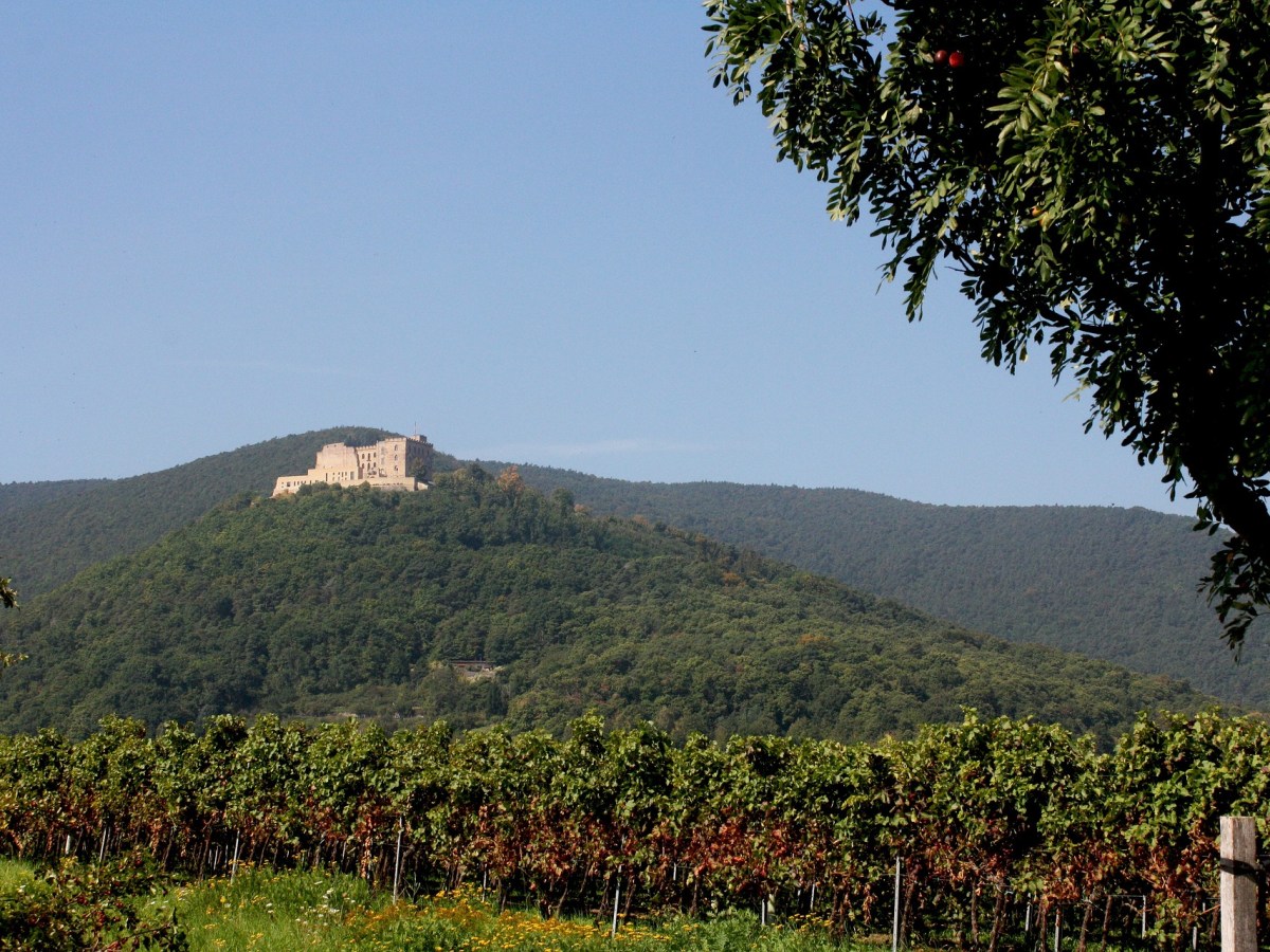 Barrierefrei durch Weinberge auf der Südliche&nbsp;Weinstraße